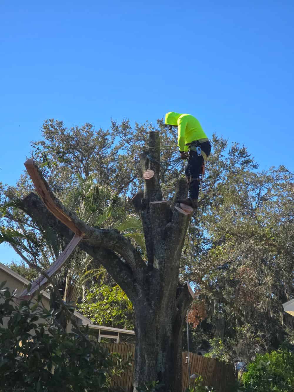 Tree Service image
