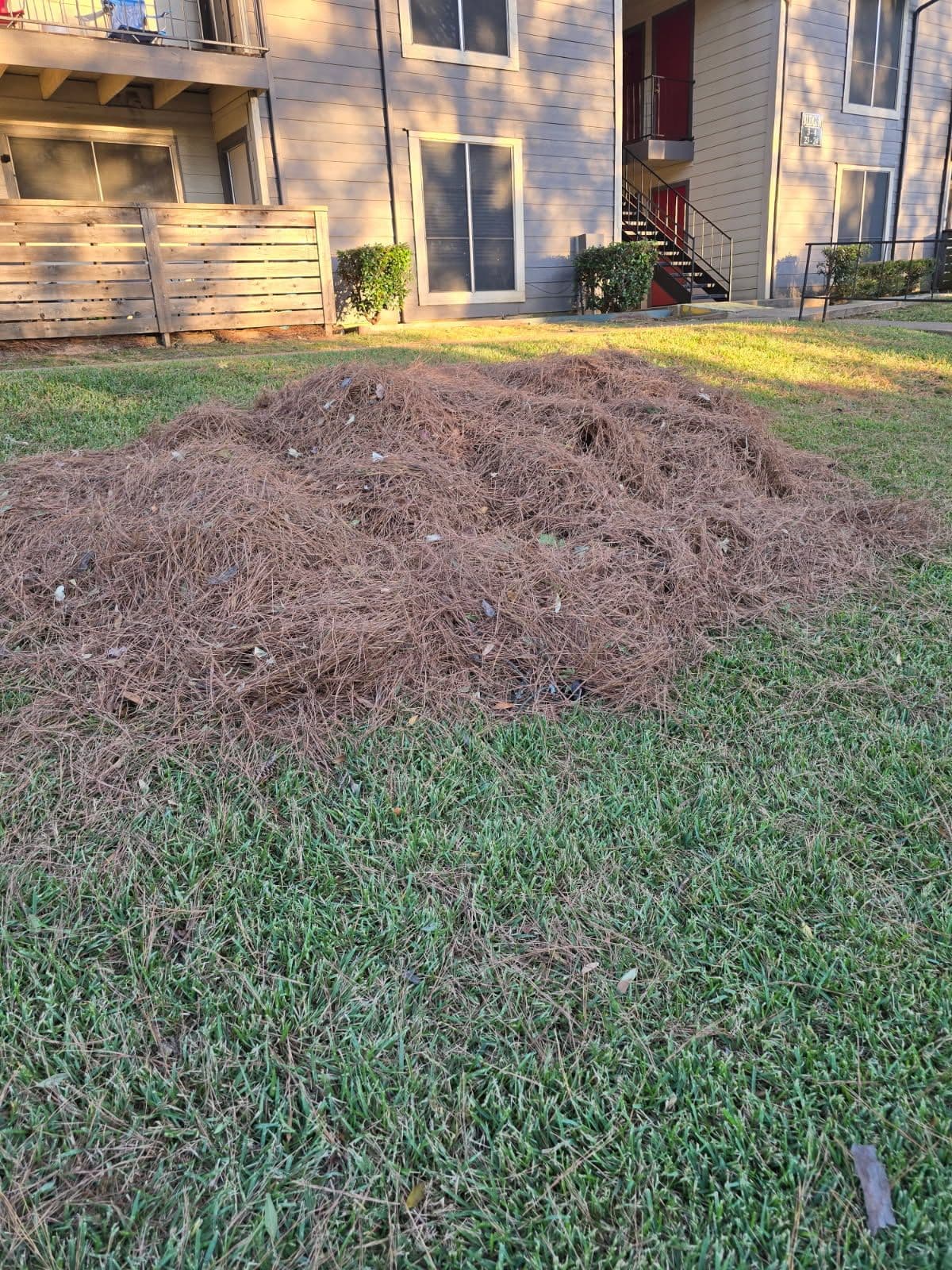Project Fall Cleanup Made Easy with Pine Straw Removal image