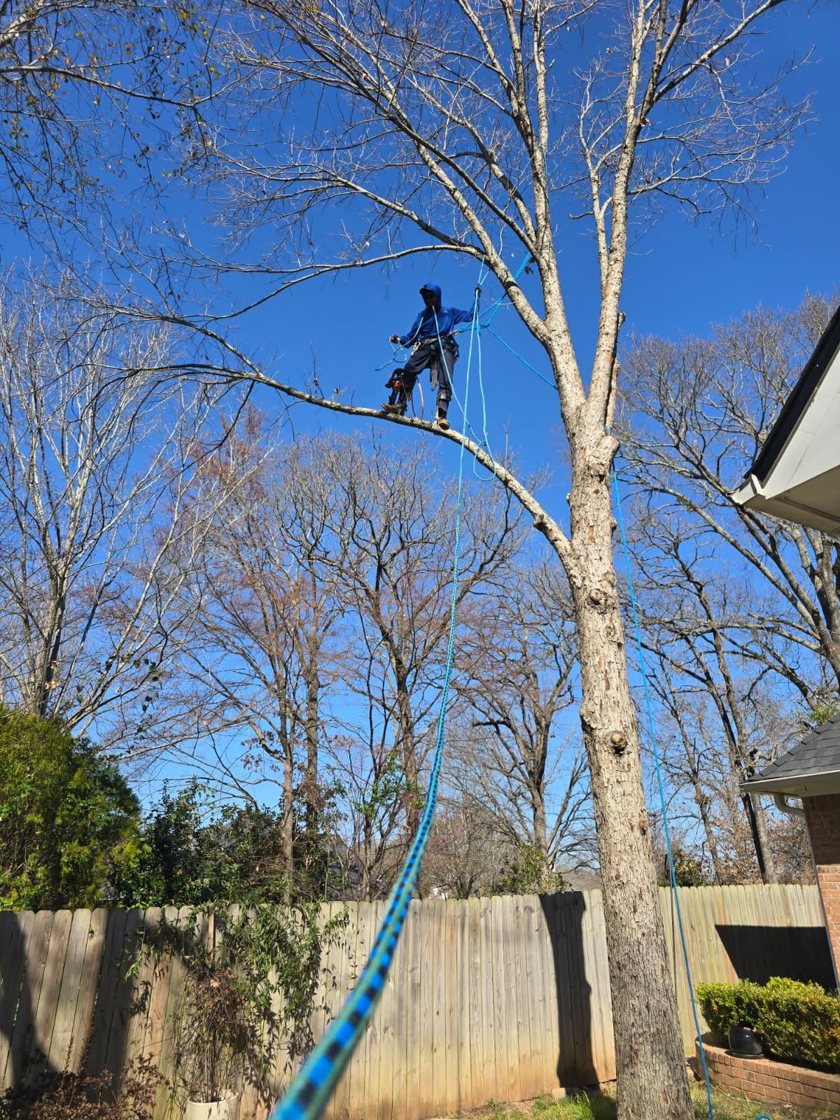 Expert Tree Services to Meet Your Backyard Needs