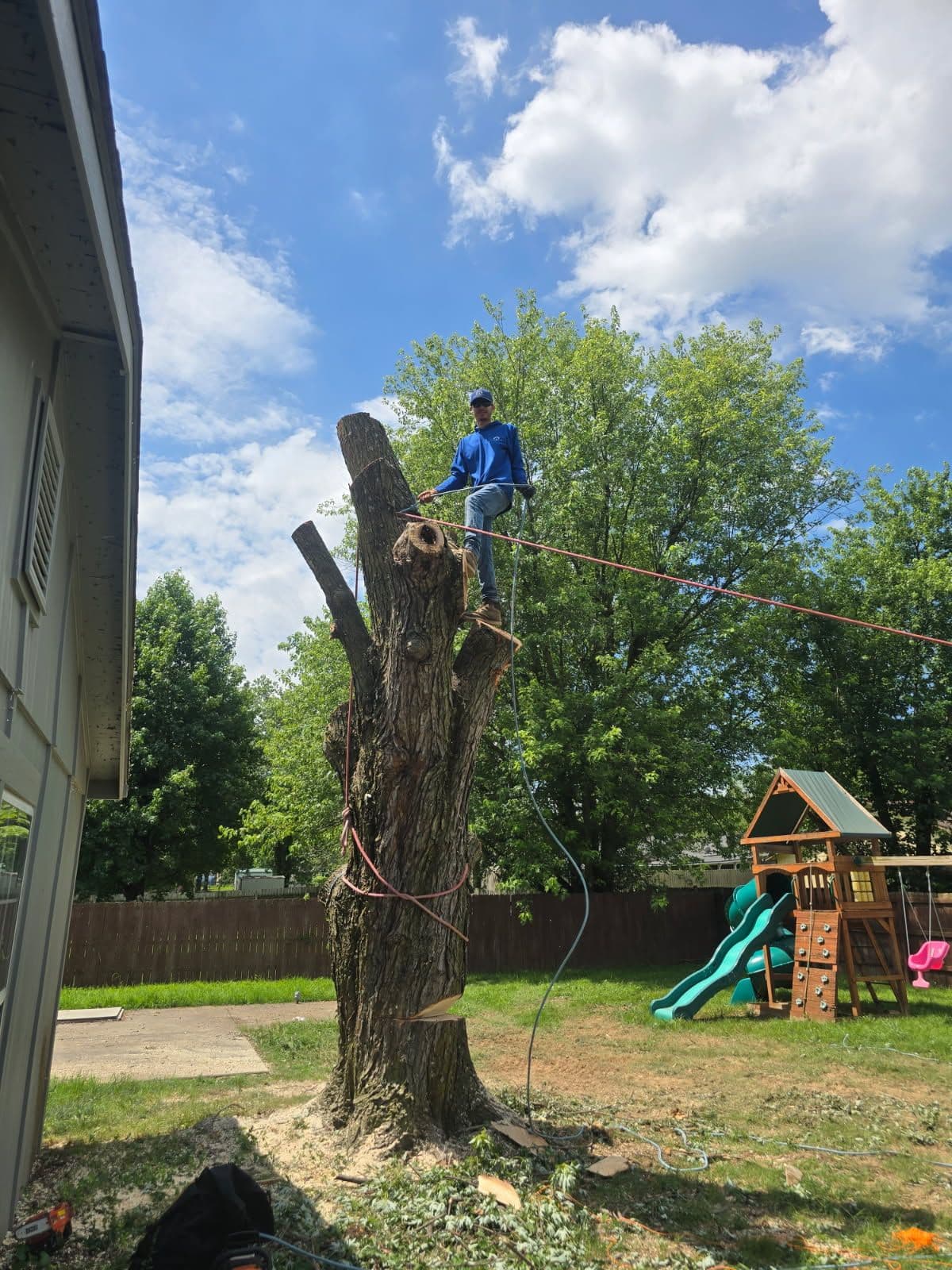 Safe and Efficient Backyard Tree Removal