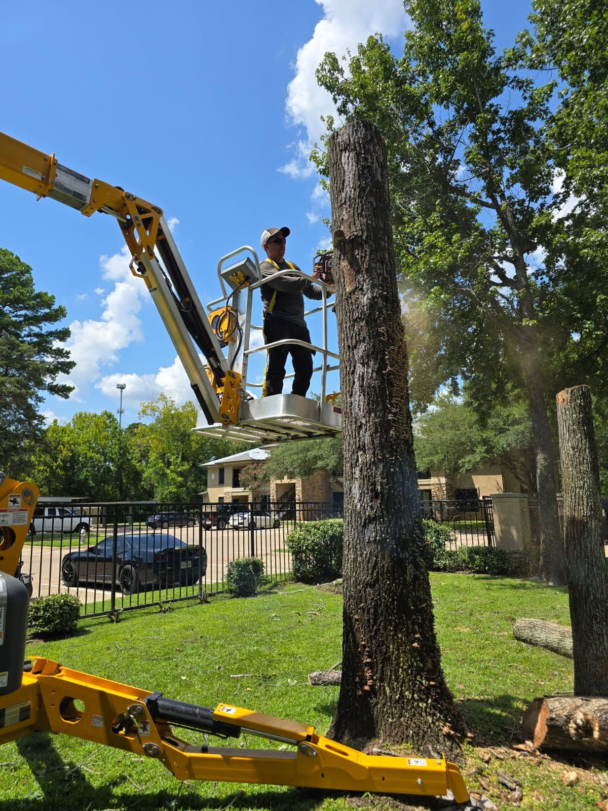 Expert Tree Removal with Safety in Focus image