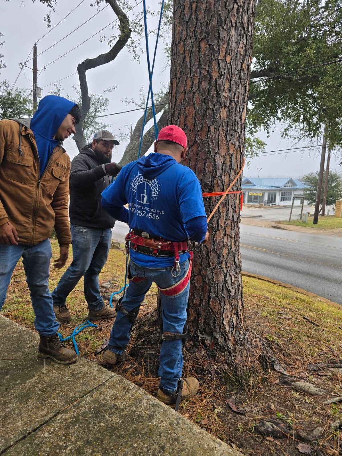 Expert Tree Removal in Action image